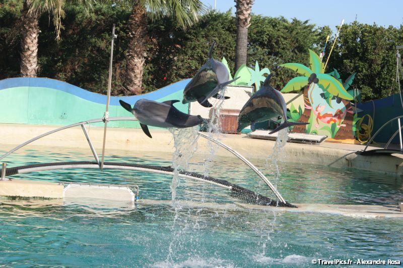 gal/Theme_Parks/Marineland/Dauphins/Marineland_Dauphins272.jpg