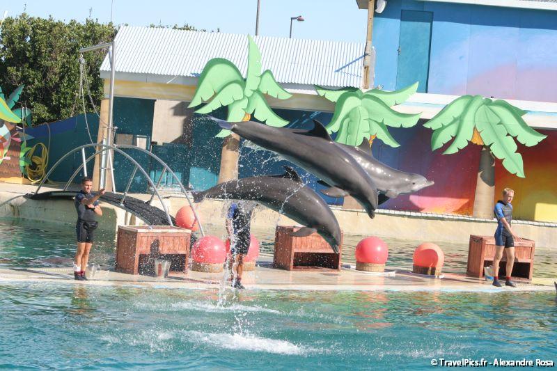 gal/Theme_Parks/Marineland/Dauphins/Marineland_Dauphins273.jpg