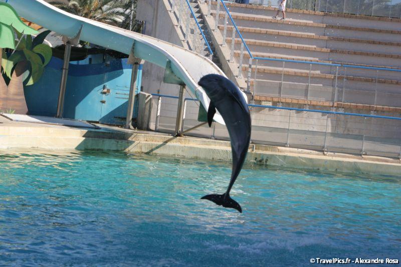 gal/Theme_Parks/Marineland/Dauphins/Marineland_Dauphins274.jpg