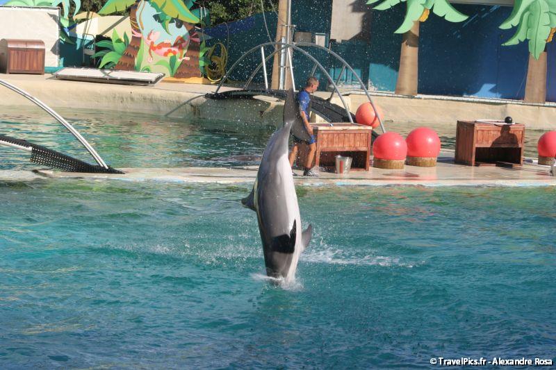 gal/Theme_Parks/Marineland/Dauphins/Marineland_Dauphins276.jpg
