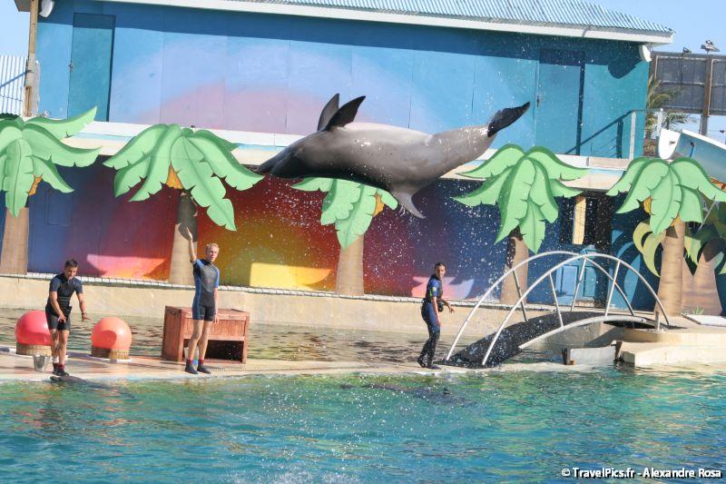 gal/Theme_Parks/Marineland/Dauphins/Marineland_Dauphins277.jpg