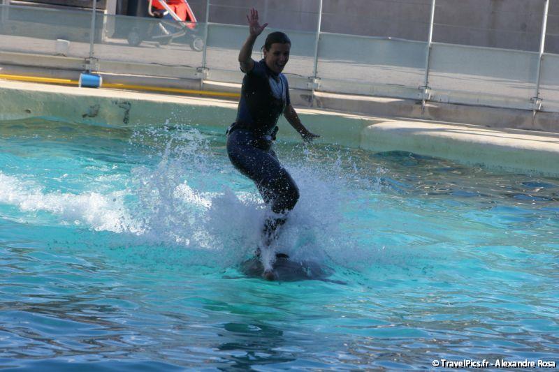 gal/Theme_Parks/Marineland/Dauphins/Marineland_Dauphins279.jpg