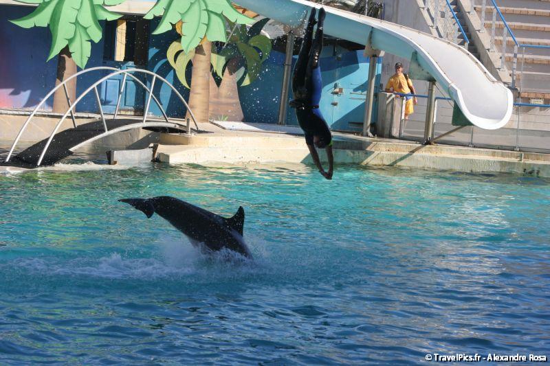 gal/Theme_Parks/Marineland/Dauphins/Marineland_Dauphins285.jpg