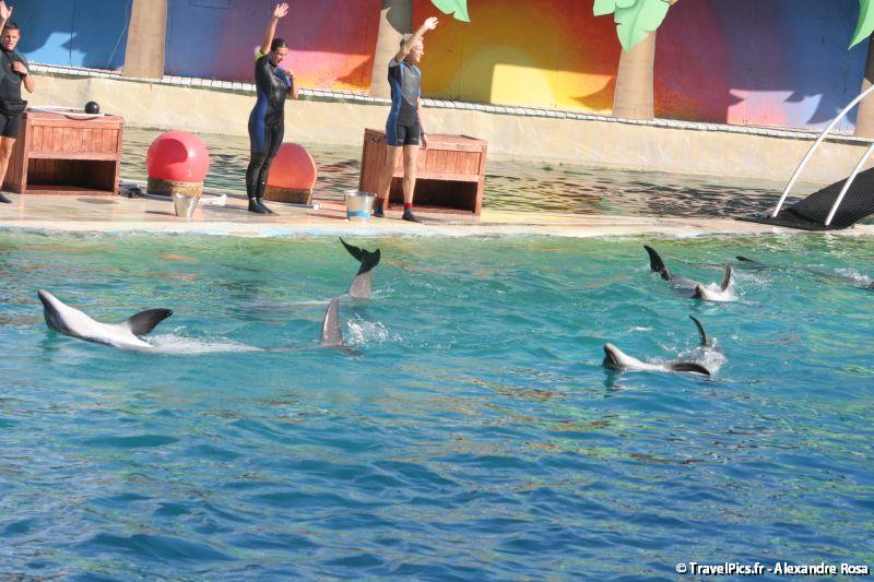 gal/Theme_Parks/Marineland/Dauphins/Marineland_Dauphins287.jpg