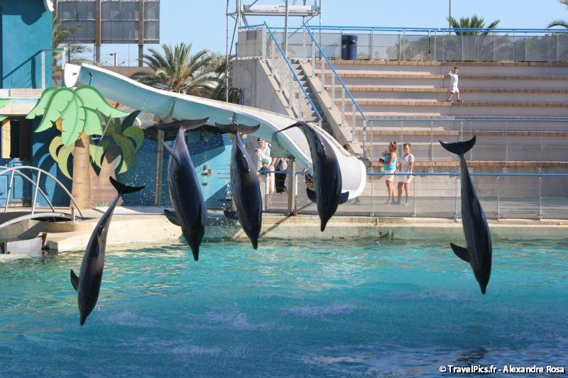 gal/Theme_Parks/Marineland/Dauphins/Marineland_Dauphins293.jpg
