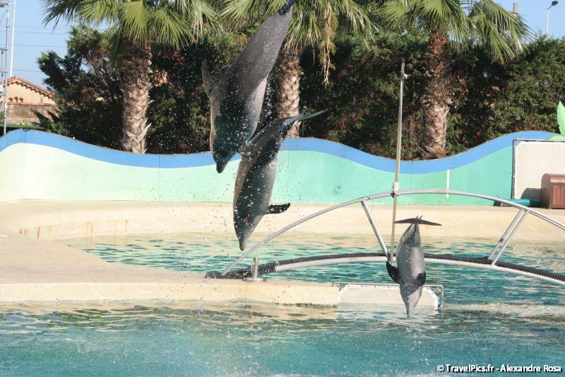 gal/Theme_Parks/Marineland/Dauphins/Marineland_Dauphins294.jpg