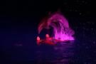 gal/Theme_Parks/Marineland/Dauphins/_thb_Marineland_Dauphins026.jpg