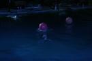 gal/Theme_Parks/Marineland/Dauphins/_thb_Marineland_Dauphins046.jpg