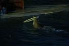 gal/Theme_Parks/Marineland/Dauphins/_thb_Marineland_Dauphins051.jpg