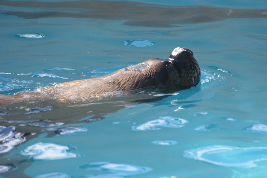 gal/Theme_Parks/Marineland/IMG_9574.JPG