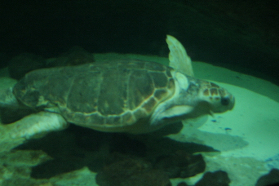 gal/Theme_Parks/Marineland/IMG_9874.JPG