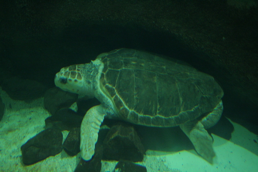 gal/Theme_Parks/Marineland/IMG_9890.JPG