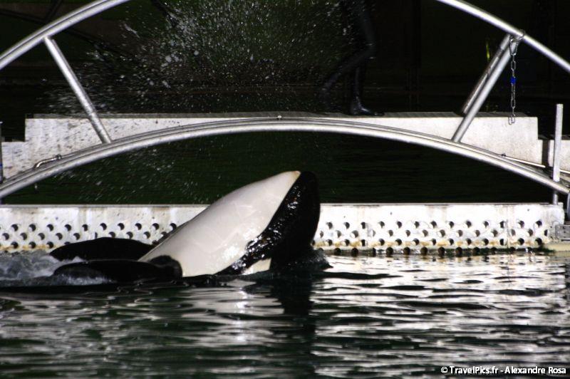 gal/Theme_Parks/Marineland/Orques/Marineland_Orques020.jpg