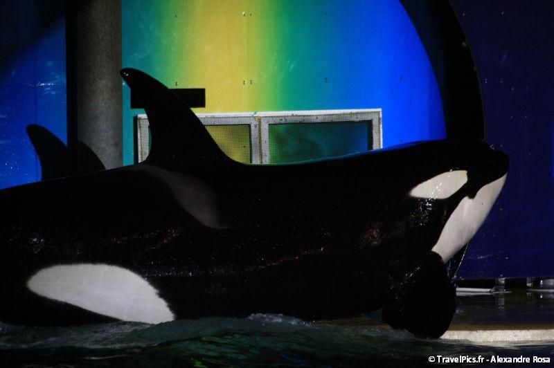 gal/Theme_Parks/Marineland/Orques/Marineland_Orques027.jpg