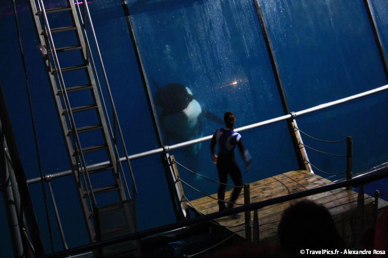 gal/Theme_Parks/Marineland/Orques/Marineland_Orques037.jpg