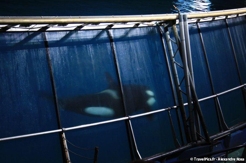 gal/Theme_Parks/Marineland/Orques/Marineland_Orques039.jpg