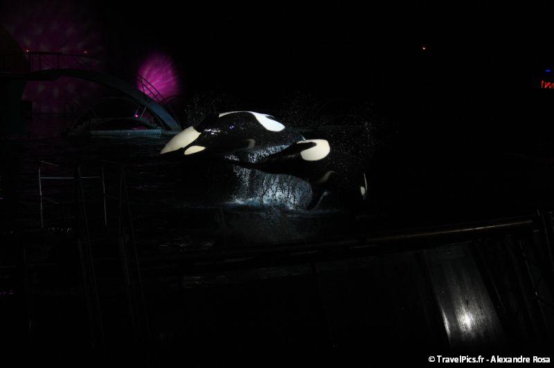 gal/Theme_Parks/Marineland/Orques/Marineland_Orques054.jpg