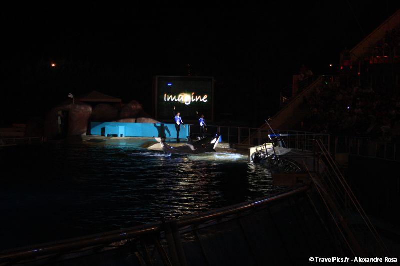 gal/Theme_Parks/Marineland/Orques/Marineland_Orques062.jpg