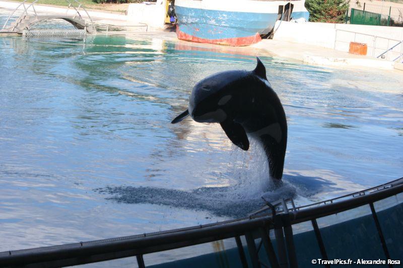 gal/Theme_Parks/Marineland/Orques/Marineland_Orques106.jpg