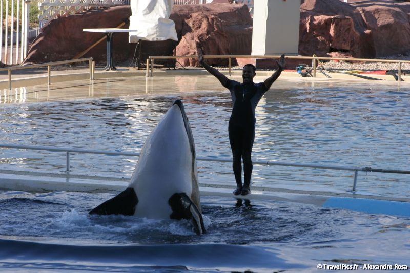 gal/Theme_Parks/Marineland/Orques/Marineland_Orques108.jpg