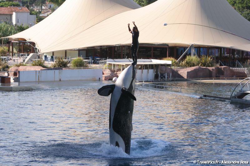 gal/Theme_Parks/Marineland/Orques/Marineland_Orques114.jpg