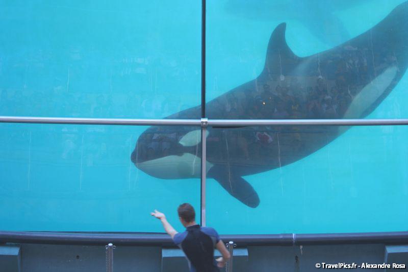 gal/Theme_Parks/Marineland/Orques/Marineland_Orques120.jpg