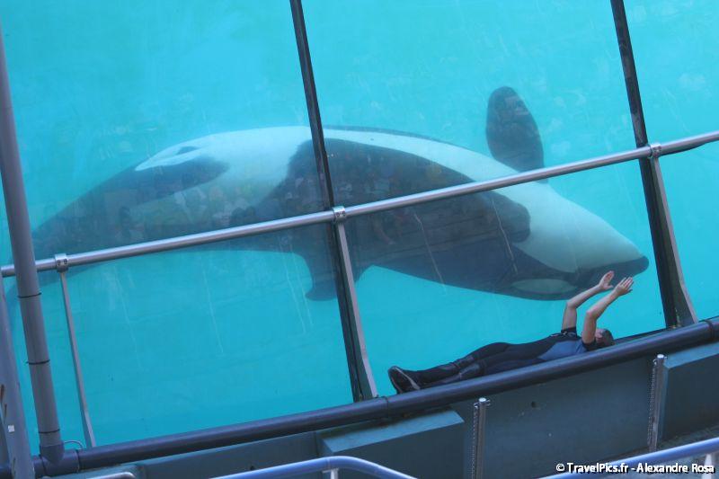 gal/Theme_Parks/Marineland/Orques/Marineland_Orques126.jpg