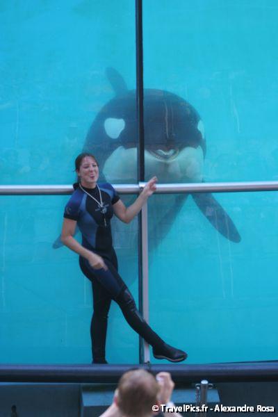 gal/Theme_Parks/Marineland/Orques/Marineland_Orques128.jpg