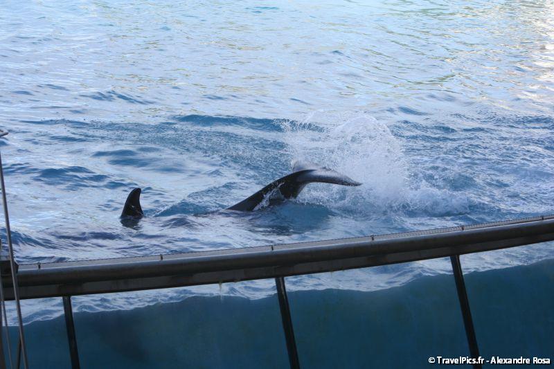 gal/Theme_Parks/Marineland/Orques/Marineland_Orques139.jpg