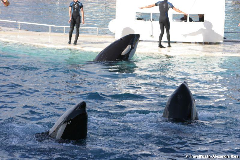 gal/Theme_Parks/Marineland/Orques/Marineland_Orques141.jpg