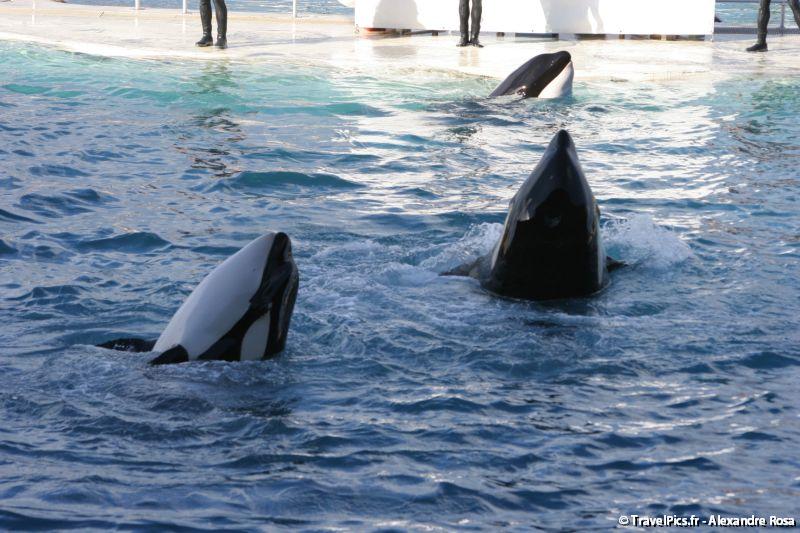 gal/Theme_Parks/Marineland/Orques/Marineland_Orques142.jpg