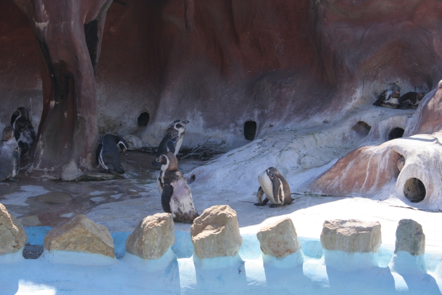 gal/Theme_Parks/Marineland/Otaries/IMG_9489.JPG