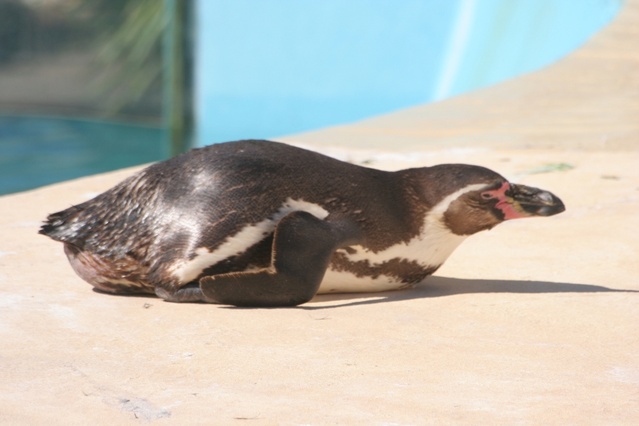 gal/Theme_Parks/Marineland/Otaries/IMG_9490.JPG