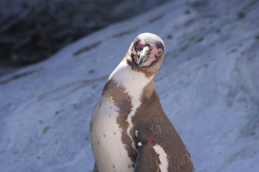 gal/Theme_Parks/Marineland/Otaries/IMG_9491.JPG