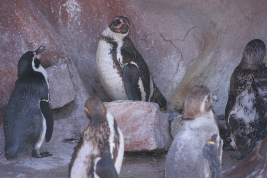 gal/Theme_Parks/Marineland/Otaries/IMG_9493.JPG