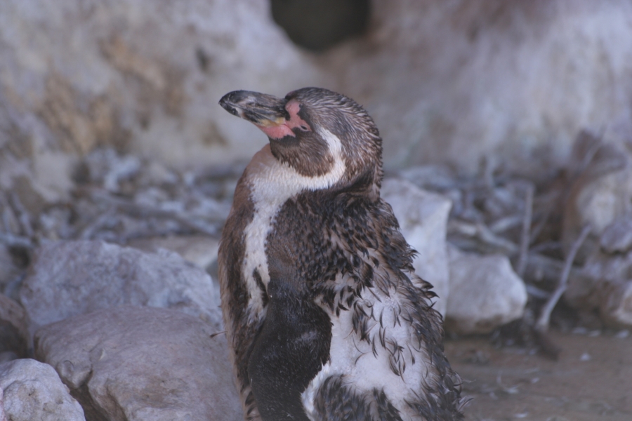 gal/Theme_Parks/Marineland/Otaries/IMG_9501.JPG
