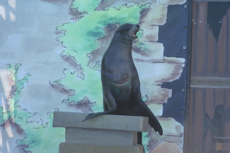 gal/Theme_Parks/Marineland/Otaries/IMG_9516.JPG