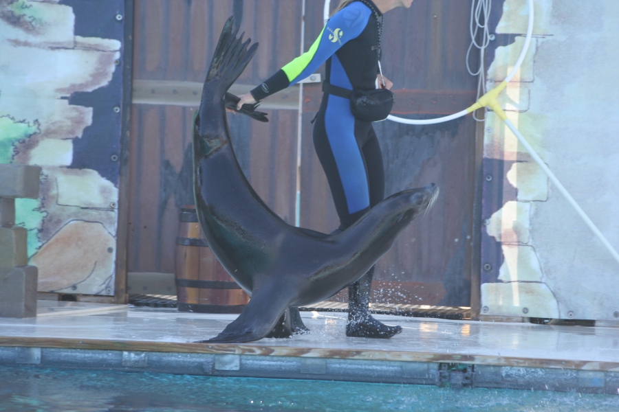 gal/Theme_Parks/Marineland/Otaries/IMG_9523.JPG