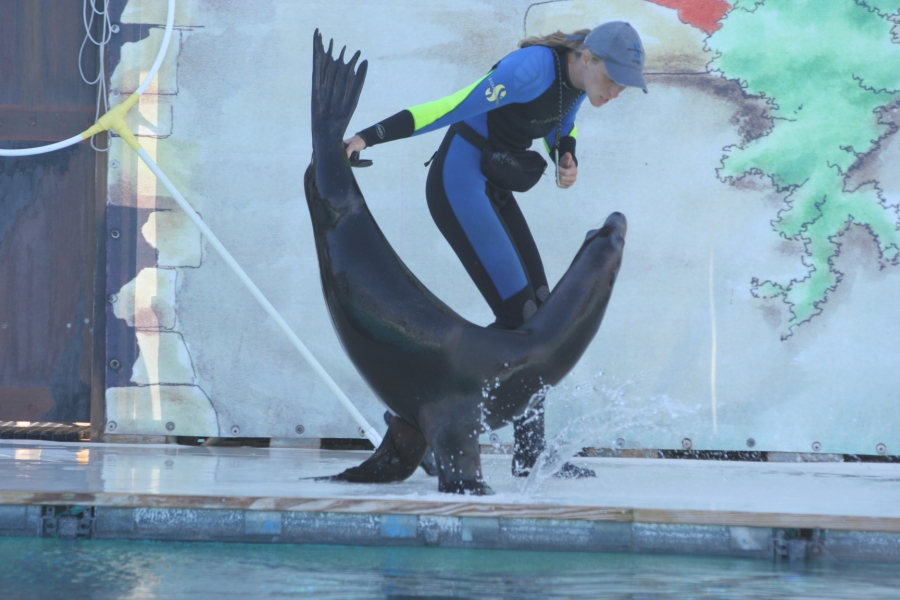 gal/Theme_Parks/Marineland/Otaries/IMG_9524.JPG