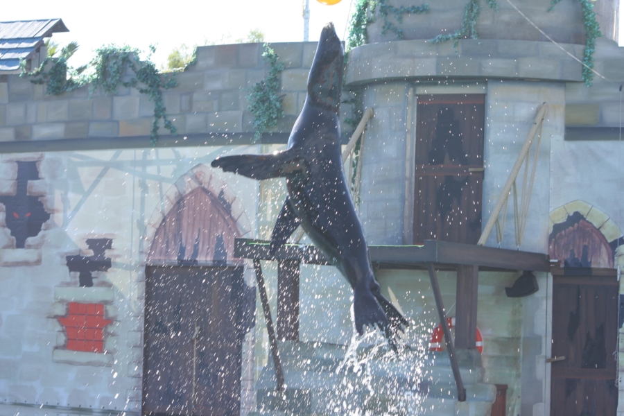 gal/Theme_Parks/Marineland/Otaries/IMG_9545.JPG