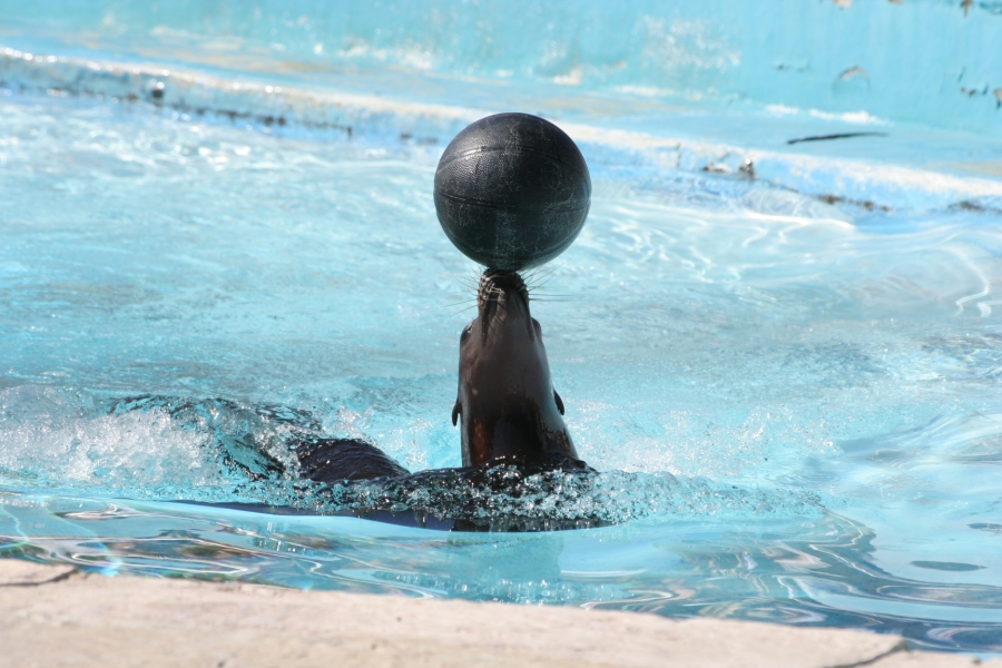 gal/Theme_Parks/Marineland/Otaries/IMG_9547.JPG