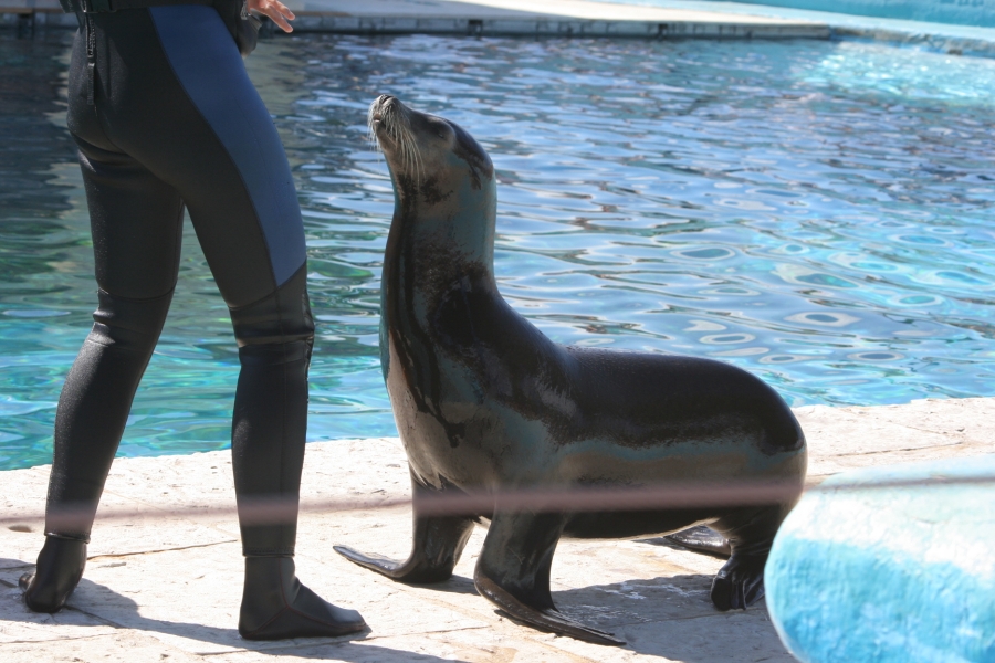 gal/Theme_Parks/Marineland/Otaries/IMG_9549.JPG