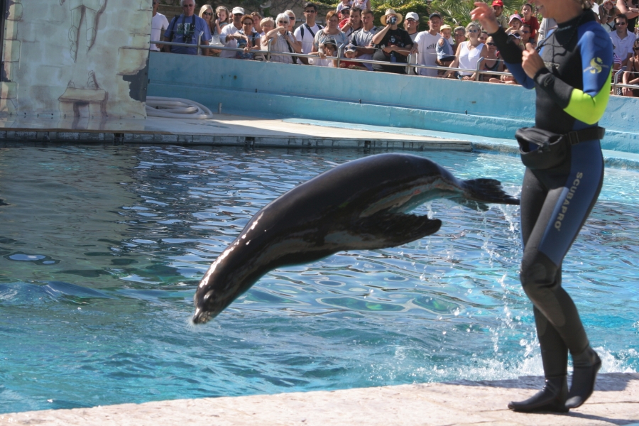 gal/Theme_Parks/Marineland/Otaries/IMG_9552.JPG