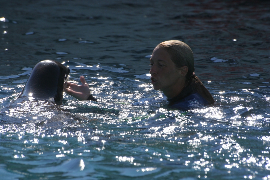 gal/Theme_Parks/Marineland/Otaries/IMG_9566.JPG