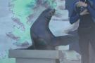 gal/Theme_Parks/Marineland/Otaries/_thb_IMG_9518.JPG
