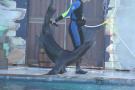 gal/Theme_Parks/Marineland/Otaries/_thb_IMG_9523.JPG