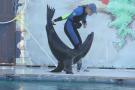 gal/Theme_Parks/Marineland/Otaries/_thb_IMG_9524.JPG