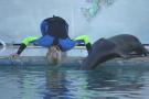 gal/Theme_Parks/Marineland/Otaries/_thb_IMG_9528.JPG