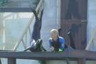 gal/Theme_Parks/Marineland/Otaries/_thb_IMG_9530.JPG