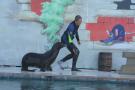 gal/Theme_Parks/Marineland/Otaries/_thb_IMG_9542.JPG